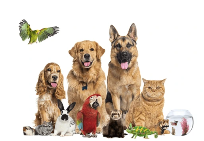 Pets Collection